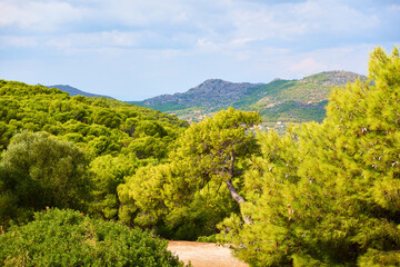 Coniferous woods in Aegina Island