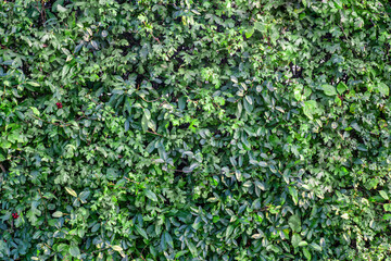 Obraz premium Close view green hedge in summer