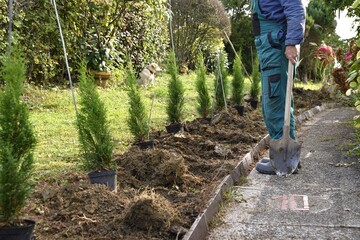 Farmer digs holes to plant young decorative trees in the garden - obrazy, fototapety, plakaty