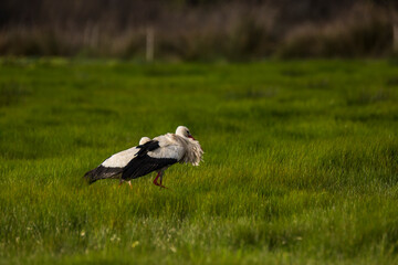 Storks in spring in Aiguamolls De L'Emporda Nature Reserve, Spain