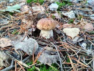 mushroom in the forest
