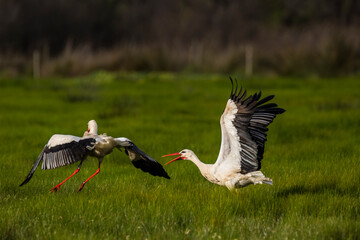 Storks in spring in Aiguamolls De L'Emporda Nature Reserve, Spain