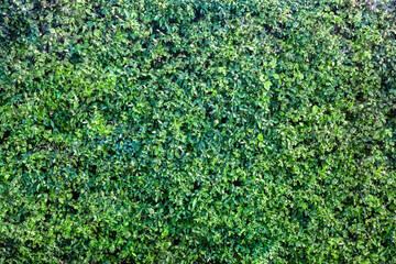 Close view green hedge in summer