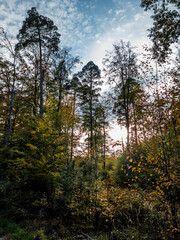Fototapeta premium Herbstwald