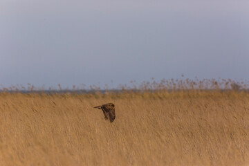 Western marsh harrier (Circus aeruginosus) in Aiguamolls De L'Emporda Nature Reserve, Spain