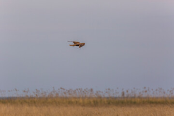 Western marsh harrier (Circus aeruginosus) in Aiguamolls De L'Emporda Nature Reserve, Spain