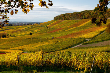 Herbststimmung in den Weinbergen, späte Sonneneinstrahlung läßt das Weinlaub an den Rebstöcken in warmen Farben leuchten.