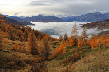 Foliage on the mountains, Alps, Europe with vibrant colors