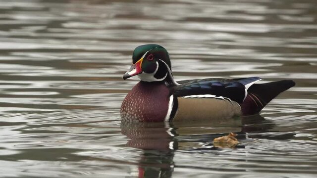 Wood Duck Video Clip in 4k