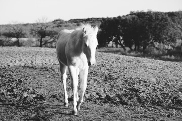 Obraz na płótnie Canvas Young white colt in dry field during Texas winter in black and white.