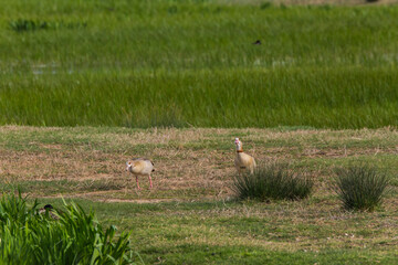 Egyptian goose in Aiguamolls De L'Emporda Nature Reserve, Spain