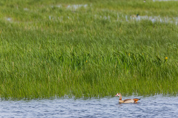 Egyptian goose in Aiguamolls De L'Emporda Nature Reserve, Spain