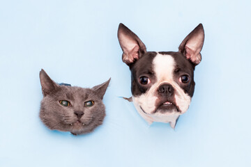 The heads of a gray cat and a Boston Terrier dog peek through holes in the blue paper. Funny creative. The concept of social distance during the quarantine period.