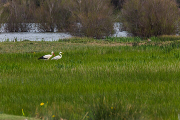 Storks in spring in Aiguamolls De L'Emporda Nature Reserve, Spain