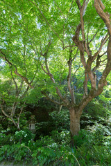 詩仙堂庭園の新緑