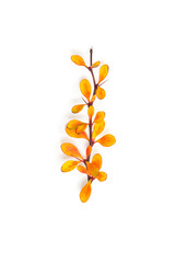 Autumn twig isolated on white background