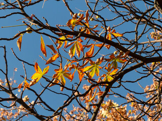 autumn leaves against blue sky