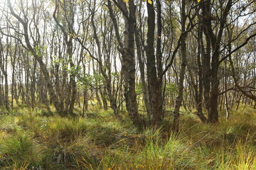 Birch forest, Isle of Amrum, Schleswig-Holstein, Germany