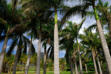 Fototapeta premium Stand of date palm trees at Maui Tropical Plantation