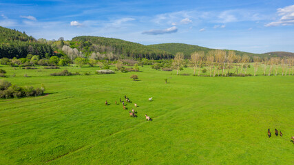 Birds eye view of horses grazing on pasture.