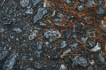 Wet stones with faded pine needles in rainy autumn day. Selective focus. 