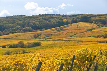 Fototapeta na wymiar Herbstliche Weinberge oberhalb von Andlau im Elsass