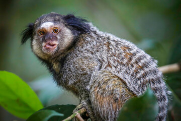 Callithrix penicillata, o sagui-de-tufos-pretos