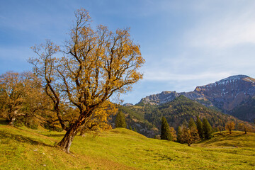 Allgäu - Herbst - Hinterstein - Bergahorn - malerisch 