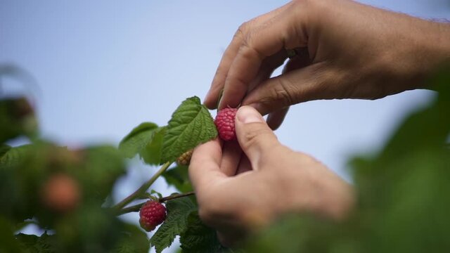 Caucasian male's hands pick raspberries from bush, slow motion