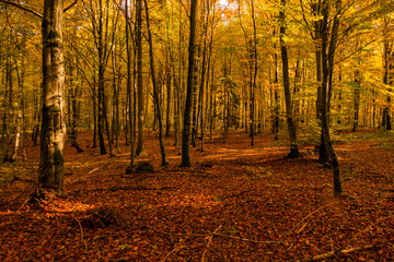 Las jesień drzewa bory park buki olchy światło cień złota pora roku żółty pomarańczowy jesienią spacer polska 
