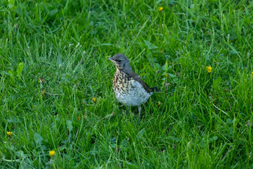 photogenic bird posing on camera
