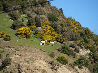 natural beauty of New Zealand Dunedin and Catlin beaches