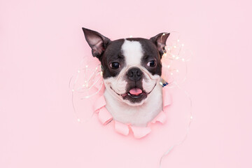 happy and funny dog's face looks out through a hole in the pink paper with a garland on top. Creative. The concept of new year and Christmas.