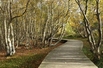 Obraz premium Wooden planks trail, Vogelkoje, Isle of Amrum, Schleswig-Holstein, Germany
