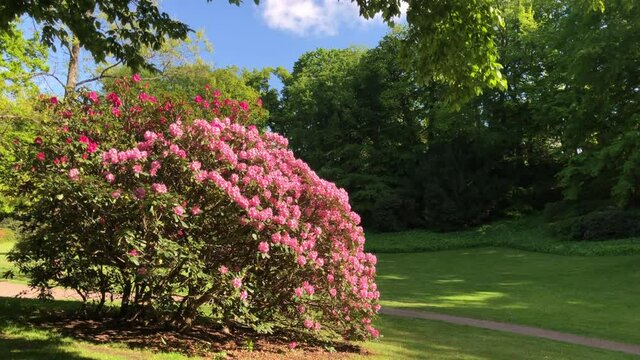 pink tree in a green park