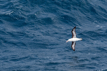 Black-browed Albatross (Thalassarche melanophris) in South Atlantic Ocean, Southern Ocean, Antarctica