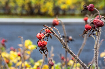 red berries on the bushes against the background of yellow leaves in the park in autumn