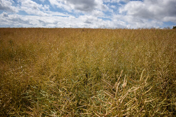 Fototapeta na wymiar crops growing in field at summer