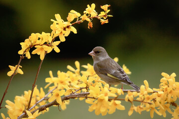 The European greenfinch, or just greenfinch (Chloris chloris) sitting on a golden bushes in bloom