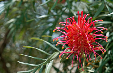 Red silky oak or Dwarf silky oak flower (Grevillea banksii), Brazil