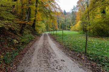 Fototapeta premium Nebel im Herbst