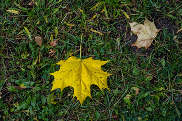 yellow autumn leaves on a gray-white sky background