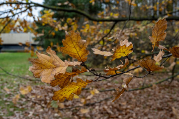 yellow autumn leaves on a gray-white sky background