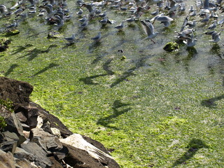 natural beauty of New Zealand Dunedin and Catlin beaches