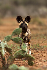 The African wild dog, African hunting dog or African painted dog (Lycaon pictus) sneaking behind opuntias