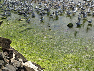 natural beauty of New Zealand Dunedin and Catlin beaches