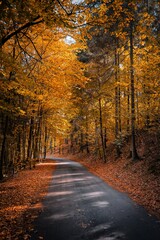 Fototapeta na wymiar Jesień droga przez las