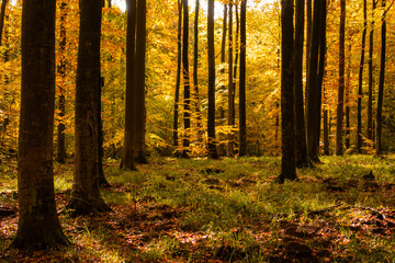 Las jesień drzewa bory park buki olchy światło cień złota pora roku żółty pomarańczowy jesienią spacer polska  - obrazy, fototapety, plakaty