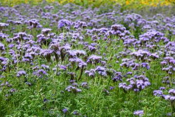 Fototapeta premium Büschelschön-Phacelia
