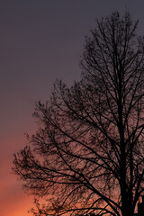 Tree silhouette against sunset purple sky, low key photography with noise grain effect